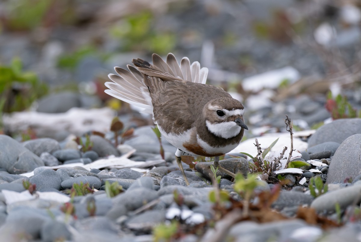 Double-banded Plover - ML611257232