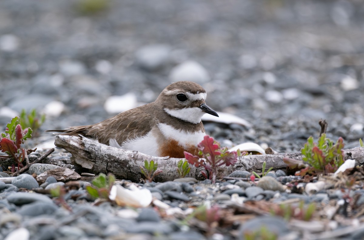 Double-banded Plover - ML611257233