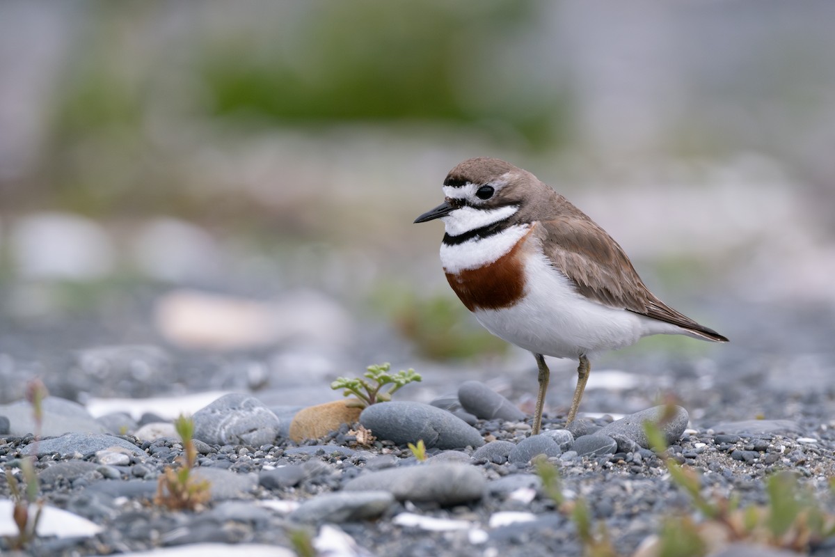 Double-banded Plover - ML611257234