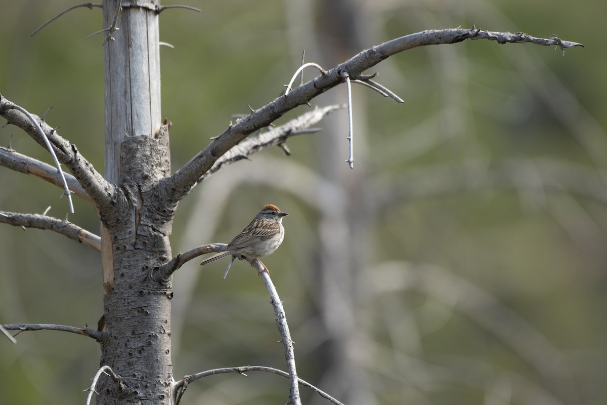 Chipping Sparrow - ML611257341