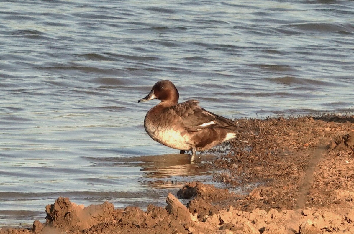 Ebird Checklist Nov Orchard Rd Dam Near Scenic Rd Redland