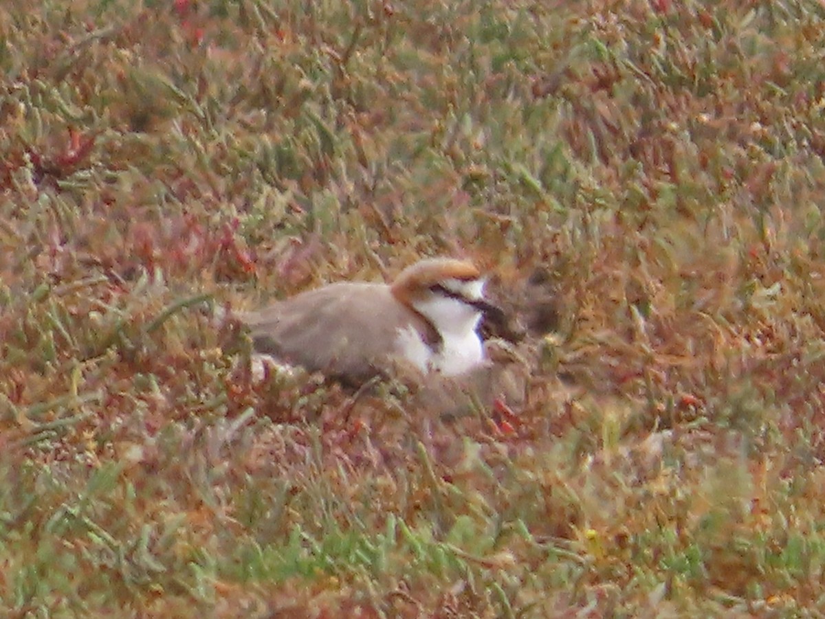Red-capped Plover - ML611257369
