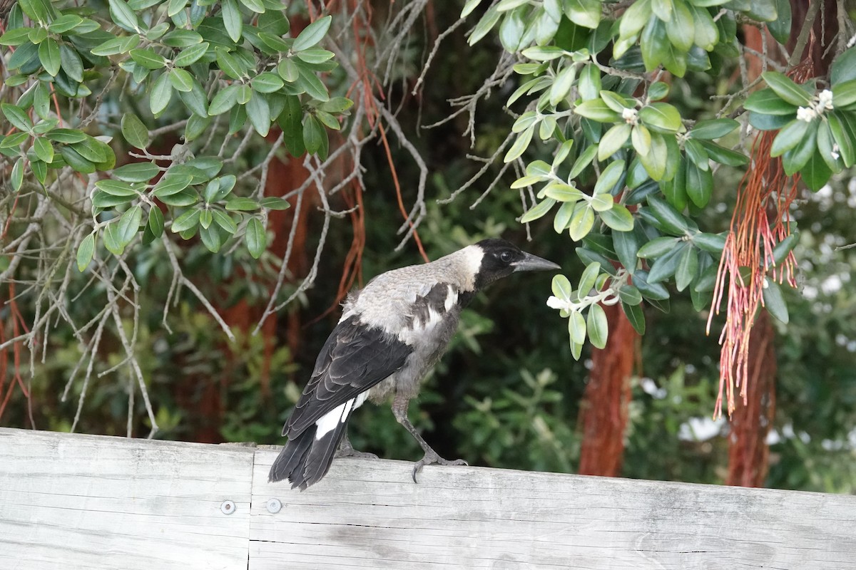 Australian Magpie (White-backed) - ML611257435
