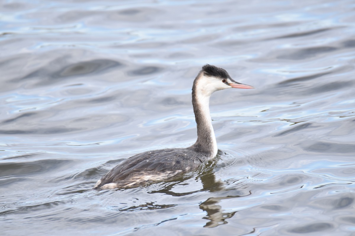 Great Crested Grebe - ML611257493