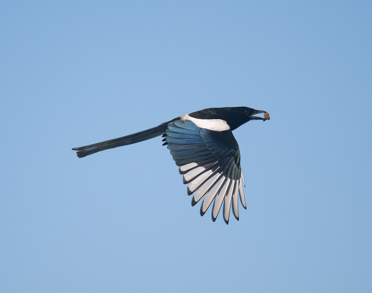 Oriental Magpie - Dong Yan