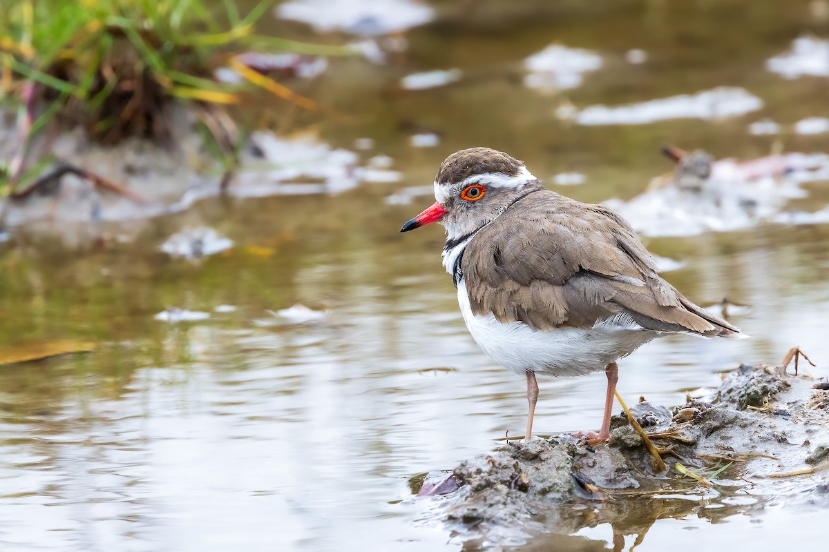 Three-banded Plover - ML611257631