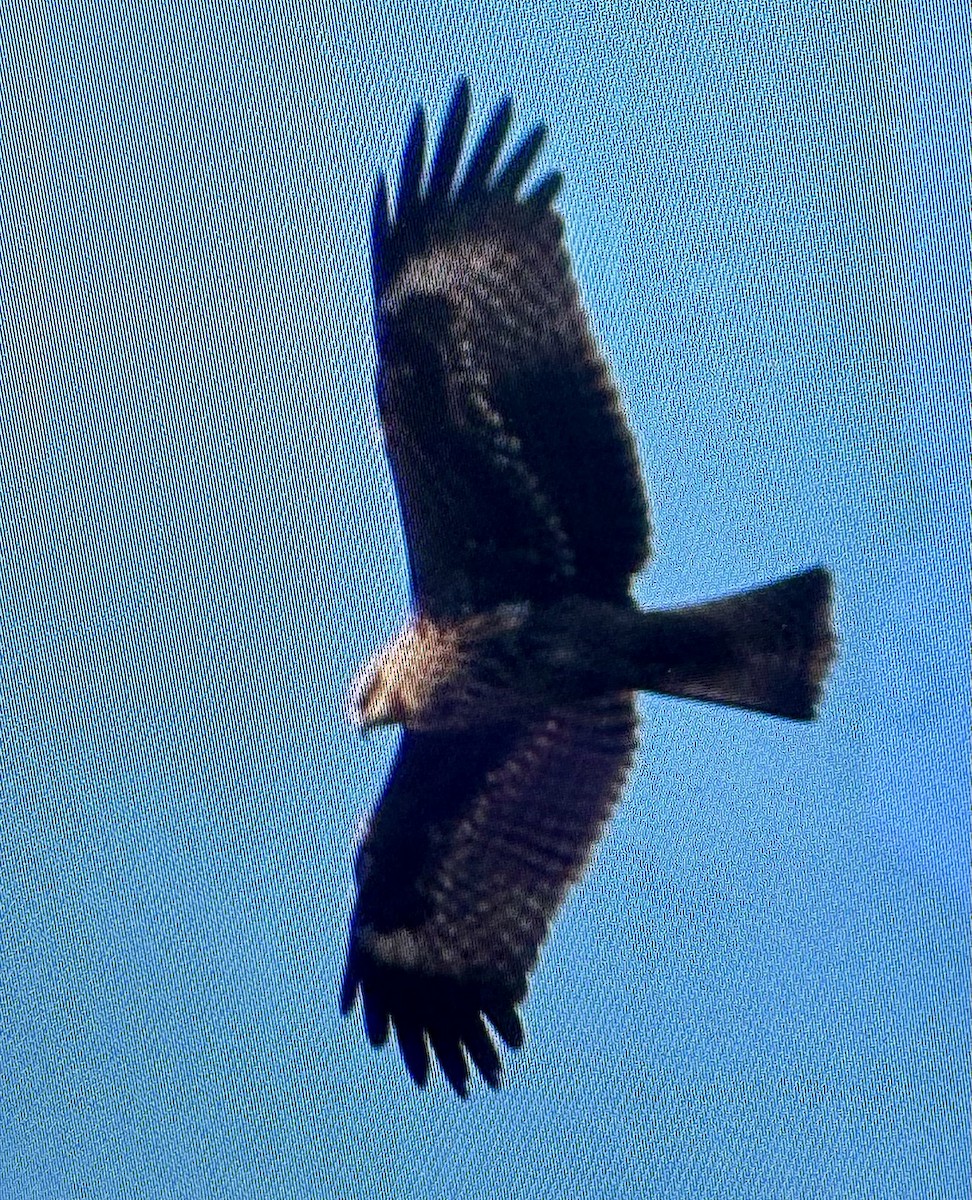 Black Kite - Joshua Haahr