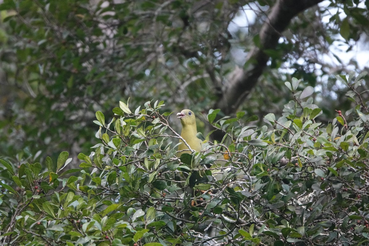 Мадагаскарский зелёный голубь - ML611257928