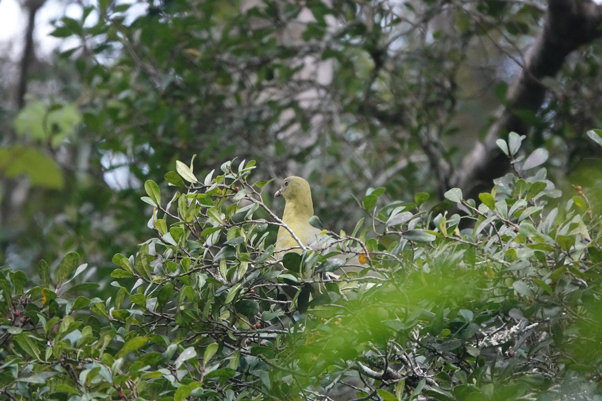 Мадагаскарский зелёный голубь - ML611257934