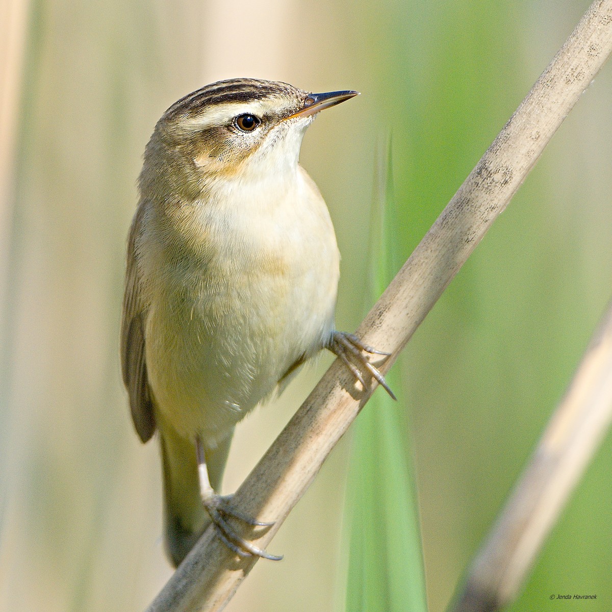 eBird Checklist - 8 May 2016 - CHKO Poodří--Polanecké rybníky - 80 species