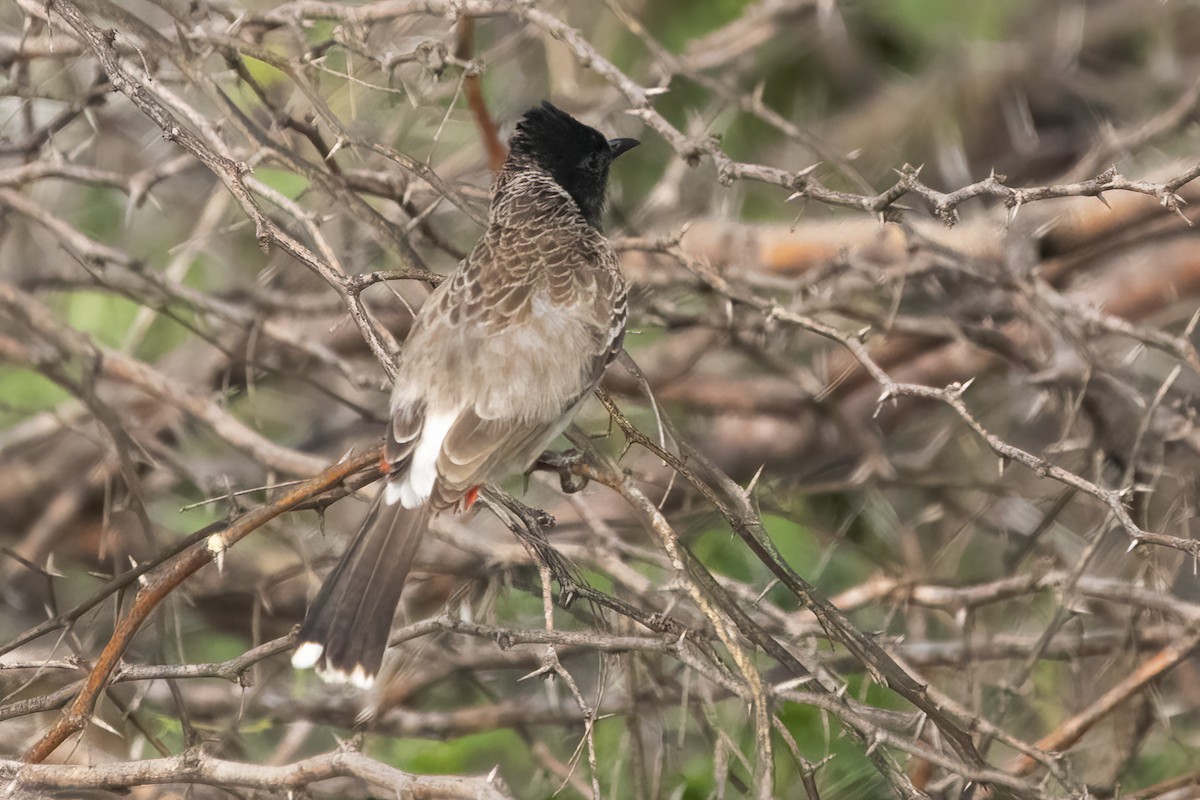Red-vented Bulbul - ML611258494