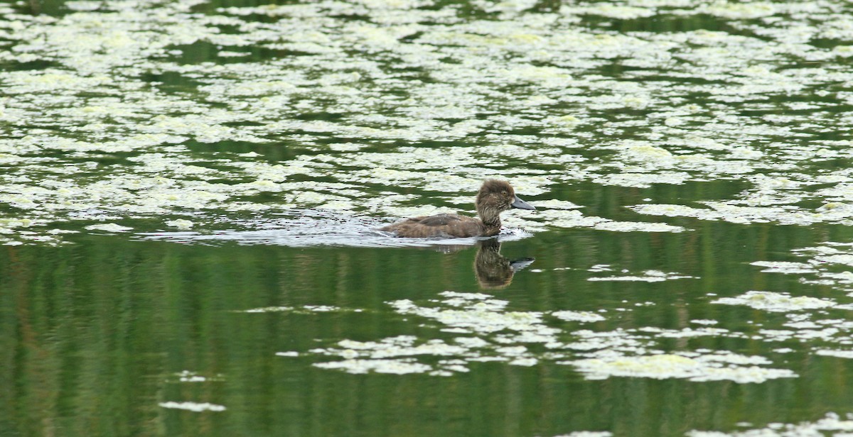 Tufted Duck - ML611259520