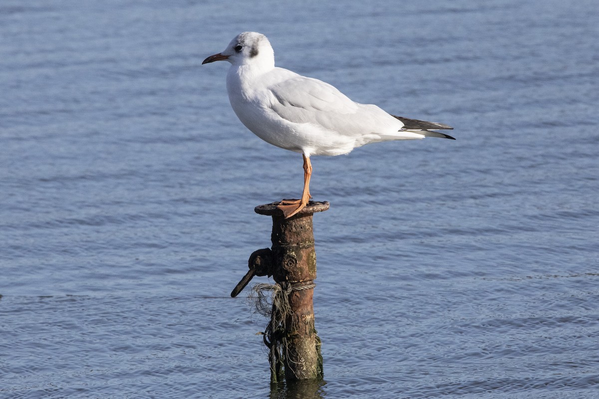 Mouette rieuse - ML611259545