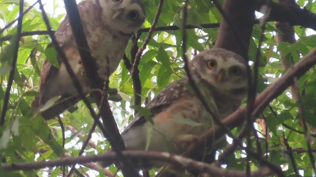 Spotted Owlet - ML611259619