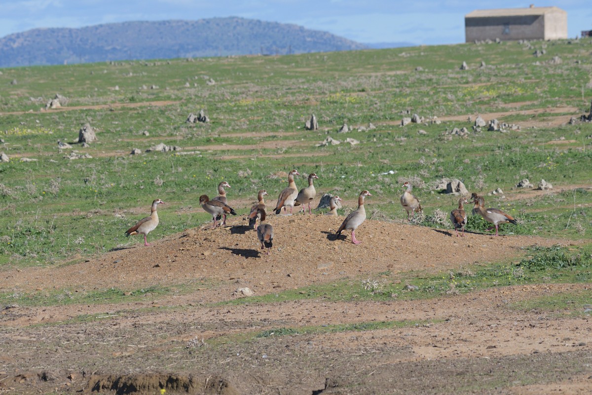 Nilgans - ML611259641