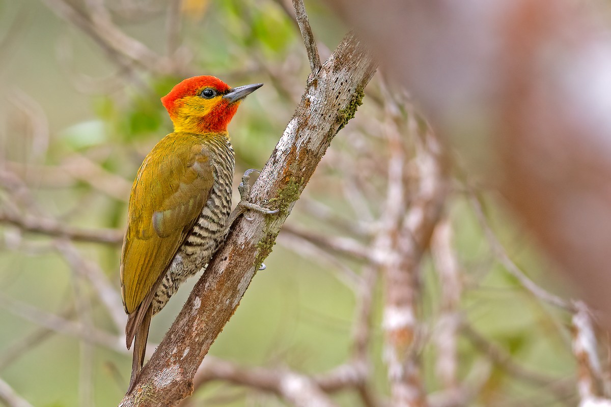 Yellow-throated Woodpecker - ML611259905