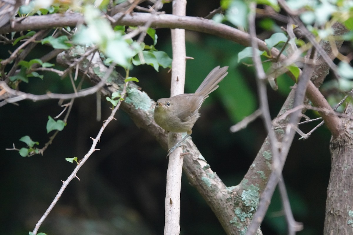 Malagasy Brush-Warbler (Malagasy) - ML611259997