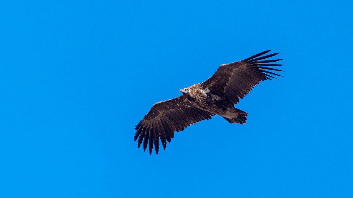Cinereous Vulture - ML611260135