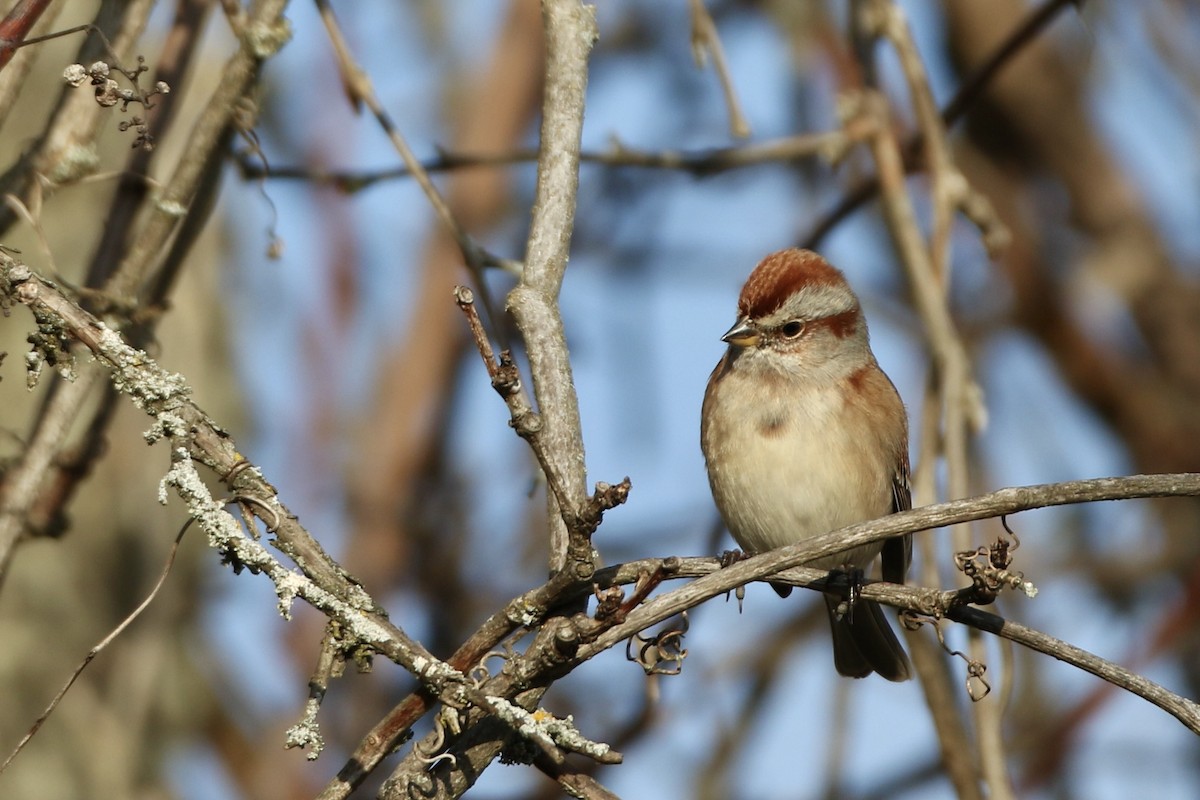 American Tree Sparrow - ML611260160