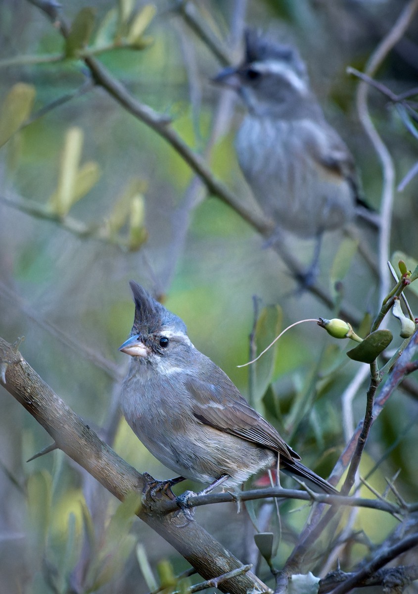 Gray-crested Finch - ML611260182