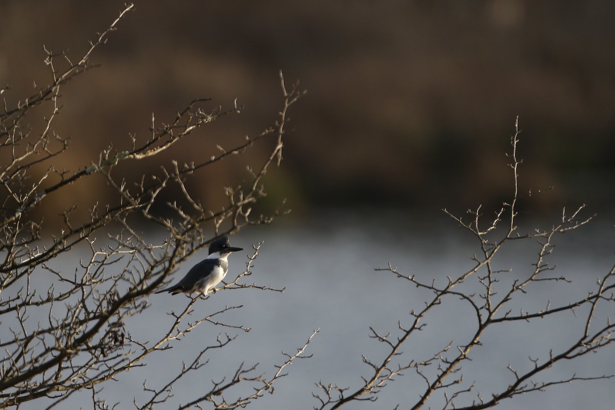 Belted Kingfisher - ML611260198