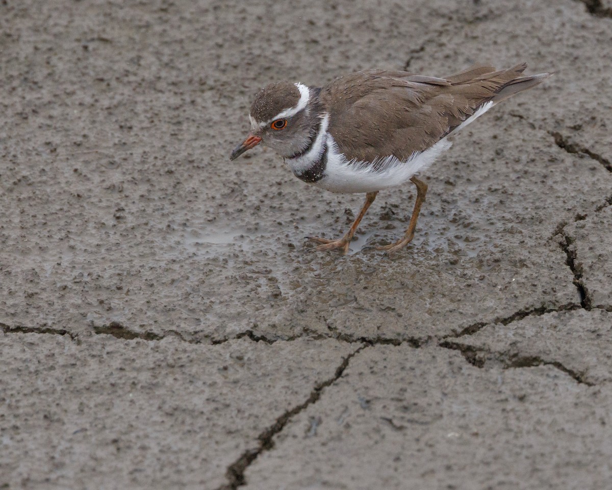 Three-banded Plover - ML611260849