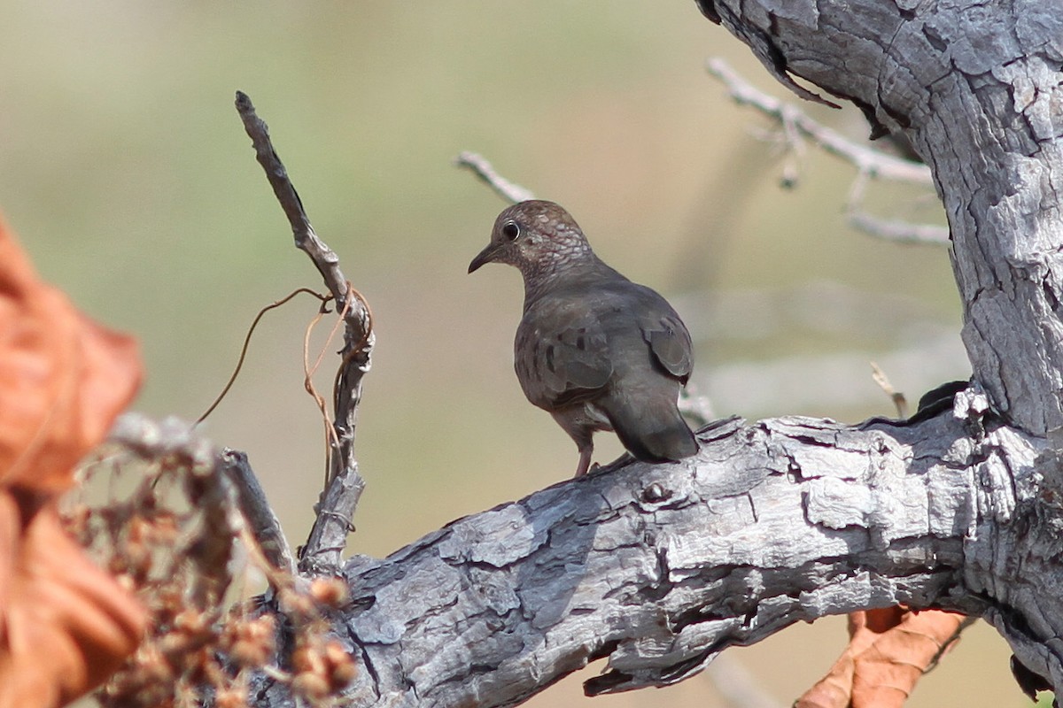 Common Ground Dove - Dave Curtis