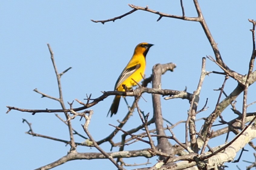 Yellow Oriole - Dave Curtis