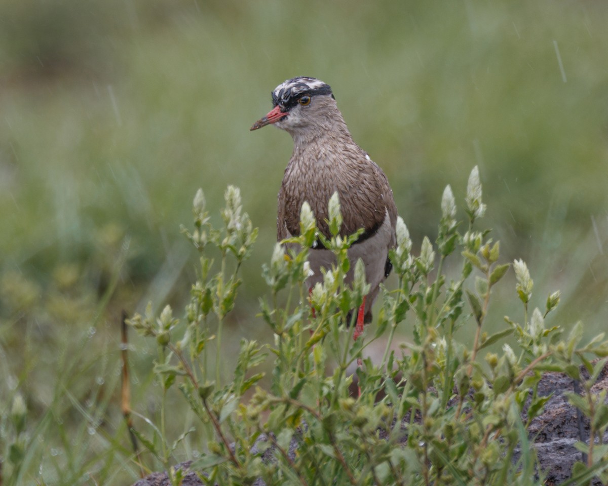 Crowned Lapwing - ML611261054