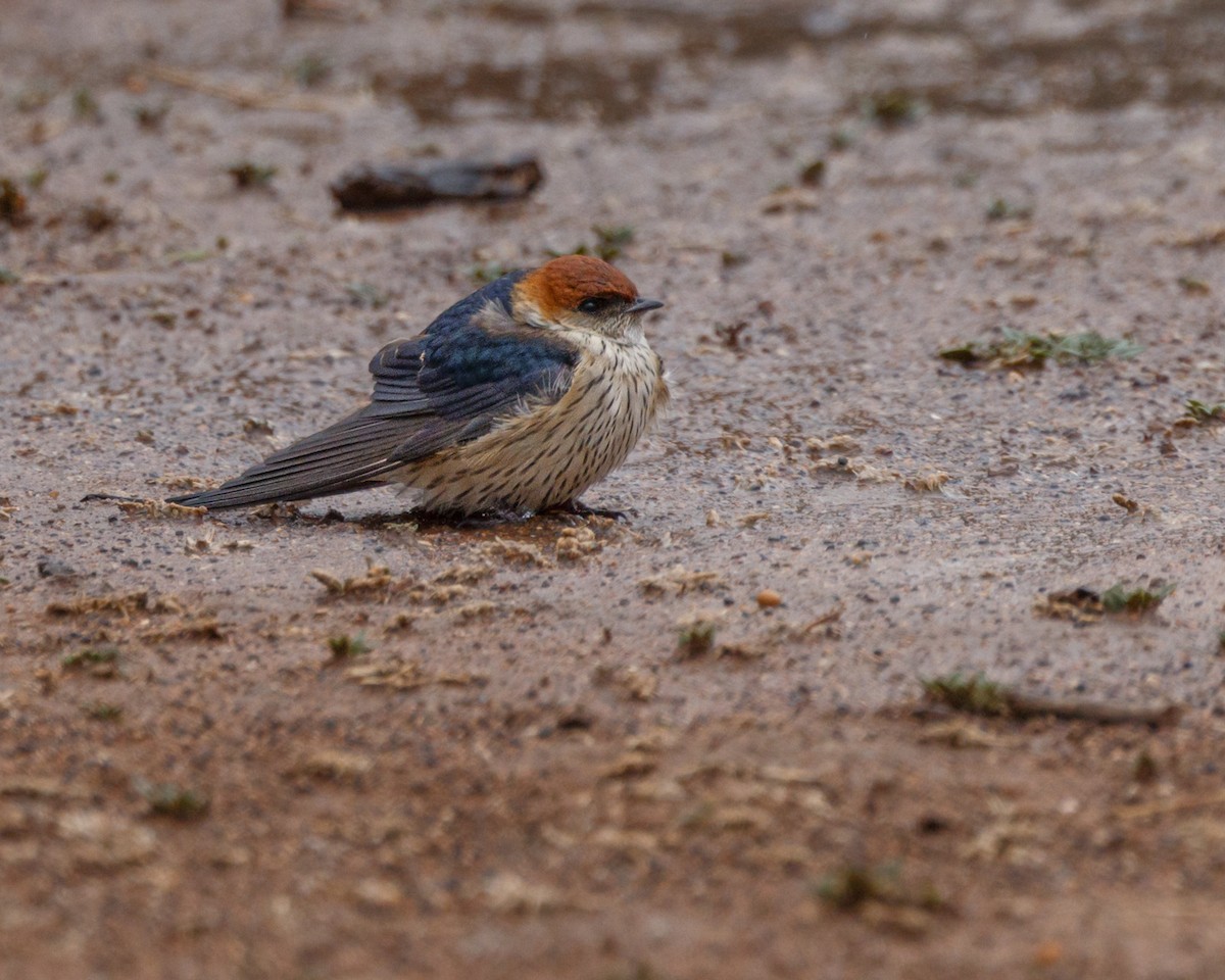 Greater Striped Swallow - ML611261100