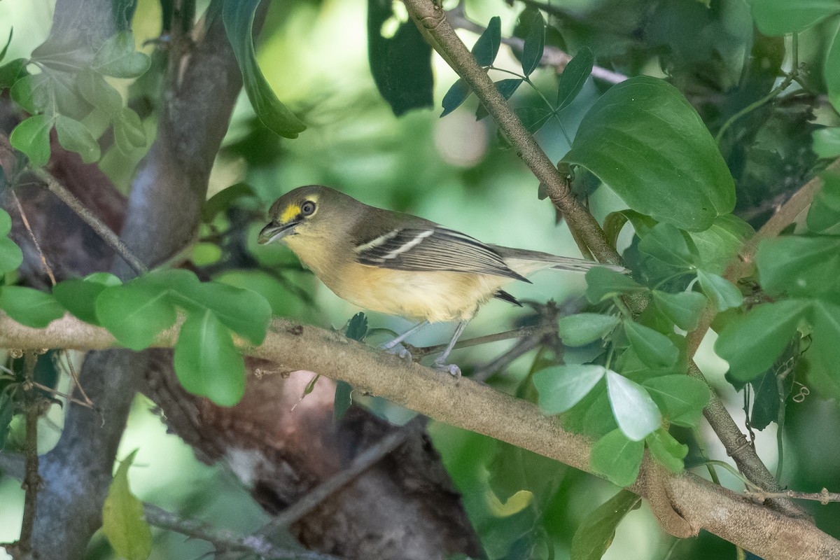 Thick-billed Vireo - ML611261221