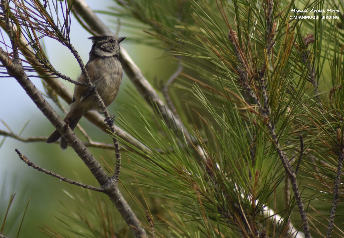 Crested Tit - ML611261315