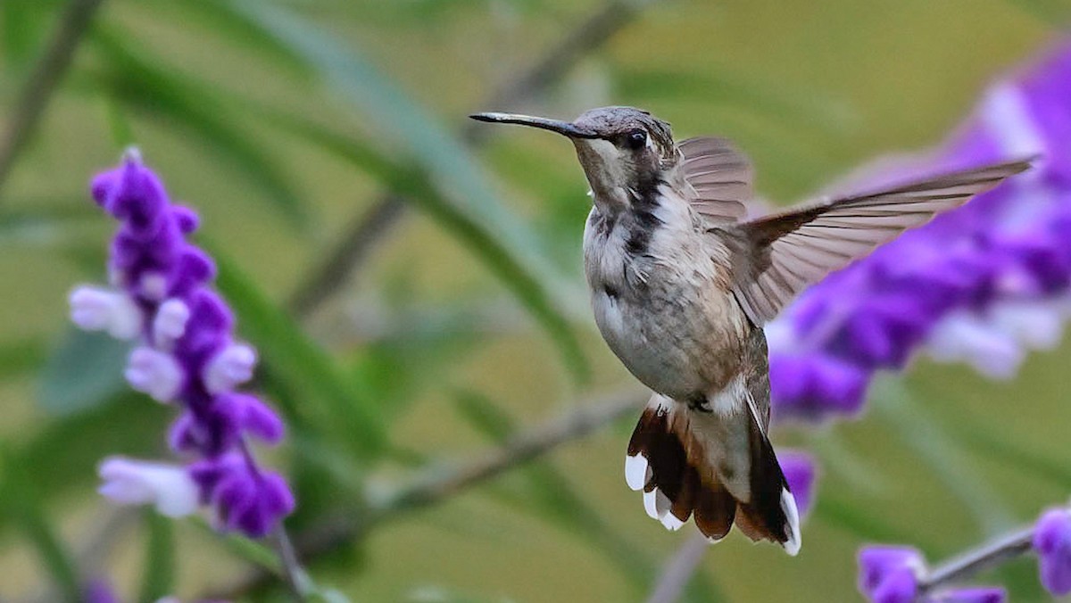 Black-chinned Hummingbird - ML611261523