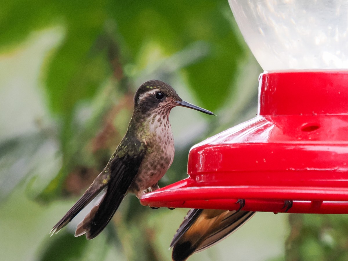 Speckled Hummingbird - Scott Tuthill