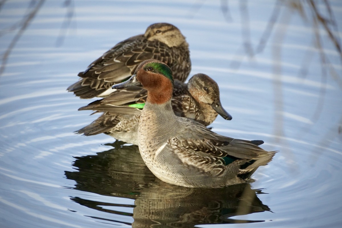 Green-winged Teal - ML611261973