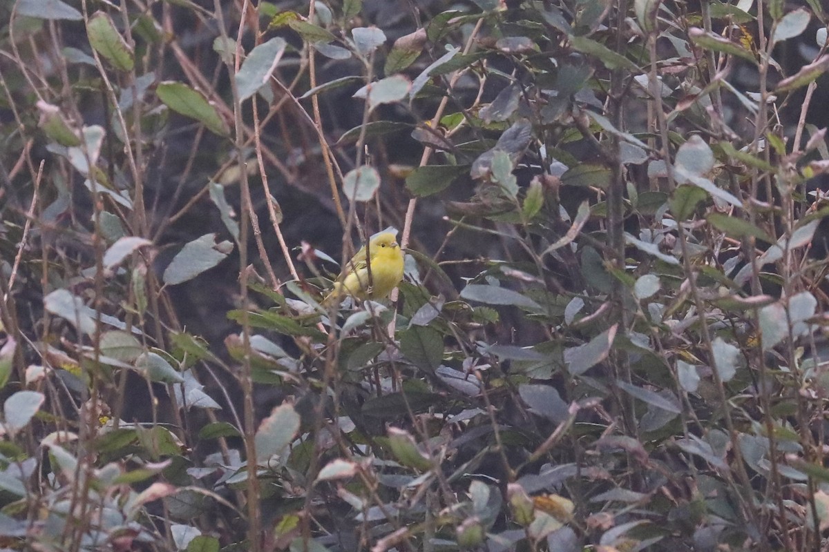 Yellow Warbler - ML611262157