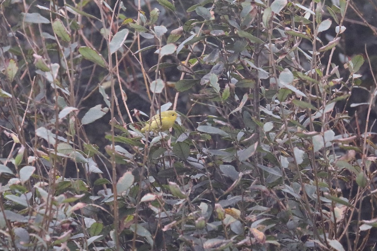 Yellow Warbler - ML611262158