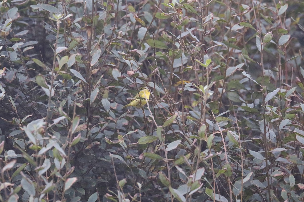 Yellow Warbler - ML611262159