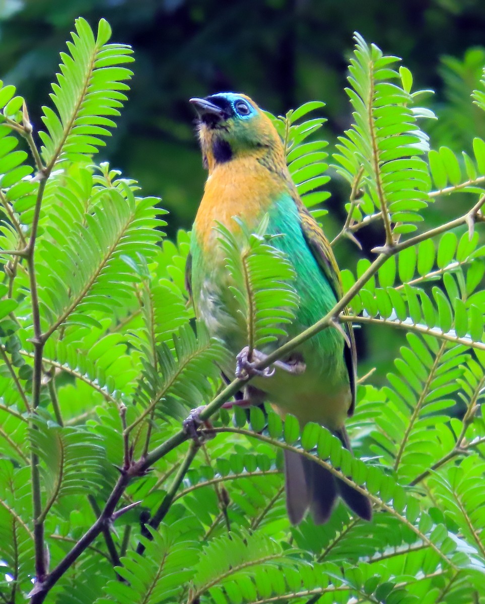 Brassy-breasted Tanager - ML611262170