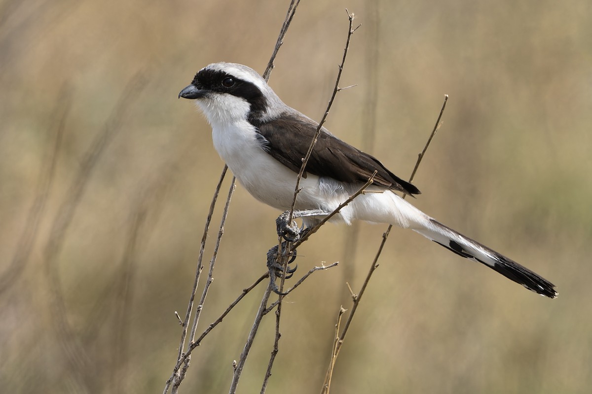 Gray-backed Fiscal - ML611262325