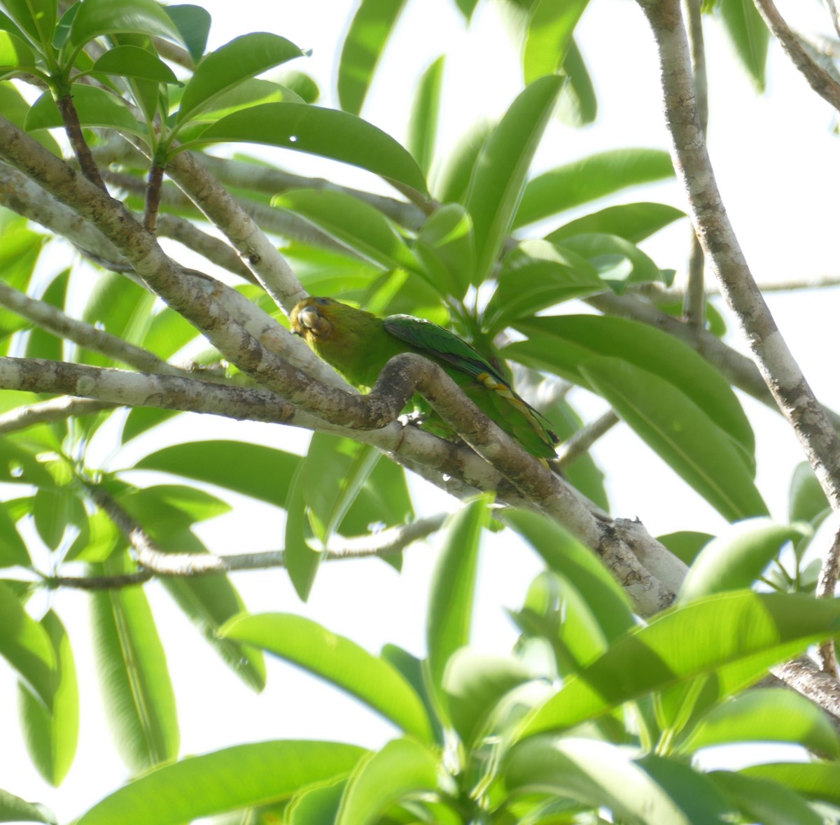 Golden-tailed Parrotlet - ML611262418