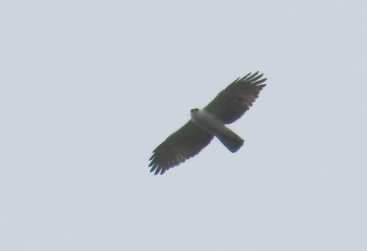 Black-and-white Hawk-Eagle - ML611262477