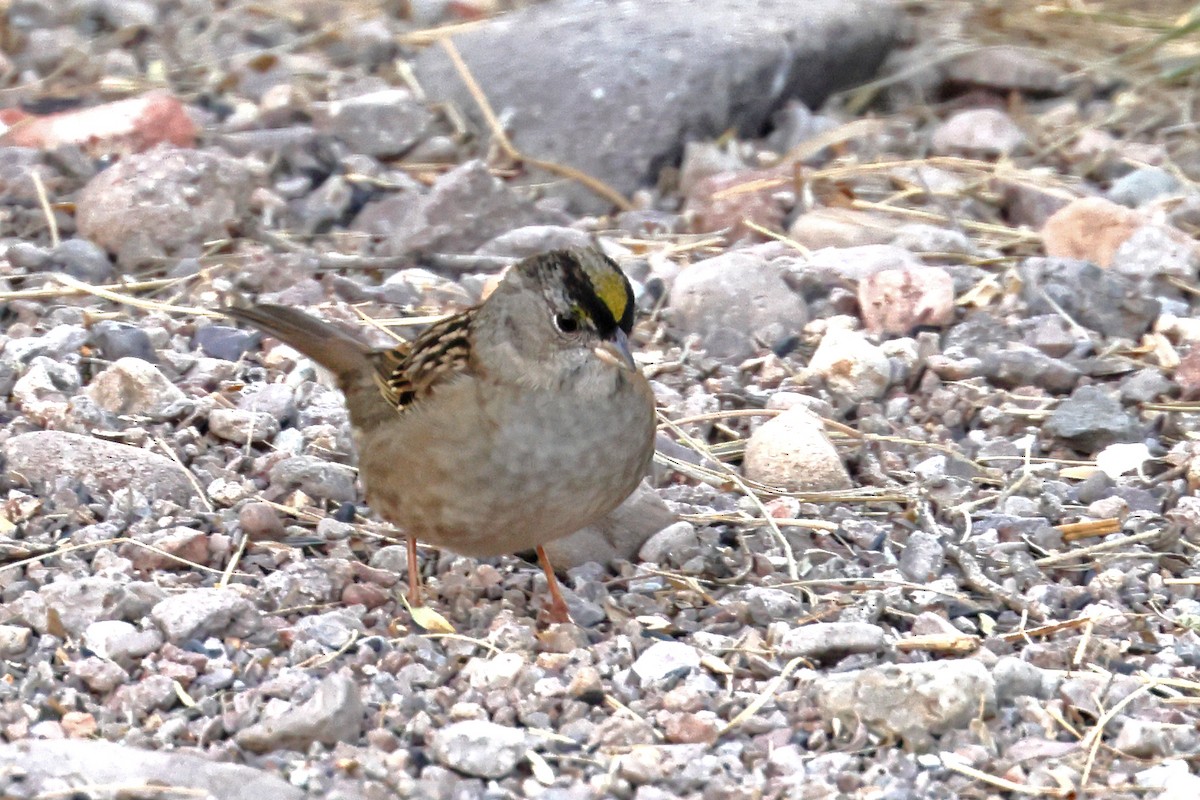 Golden-crowned Sparrow - ML611262506