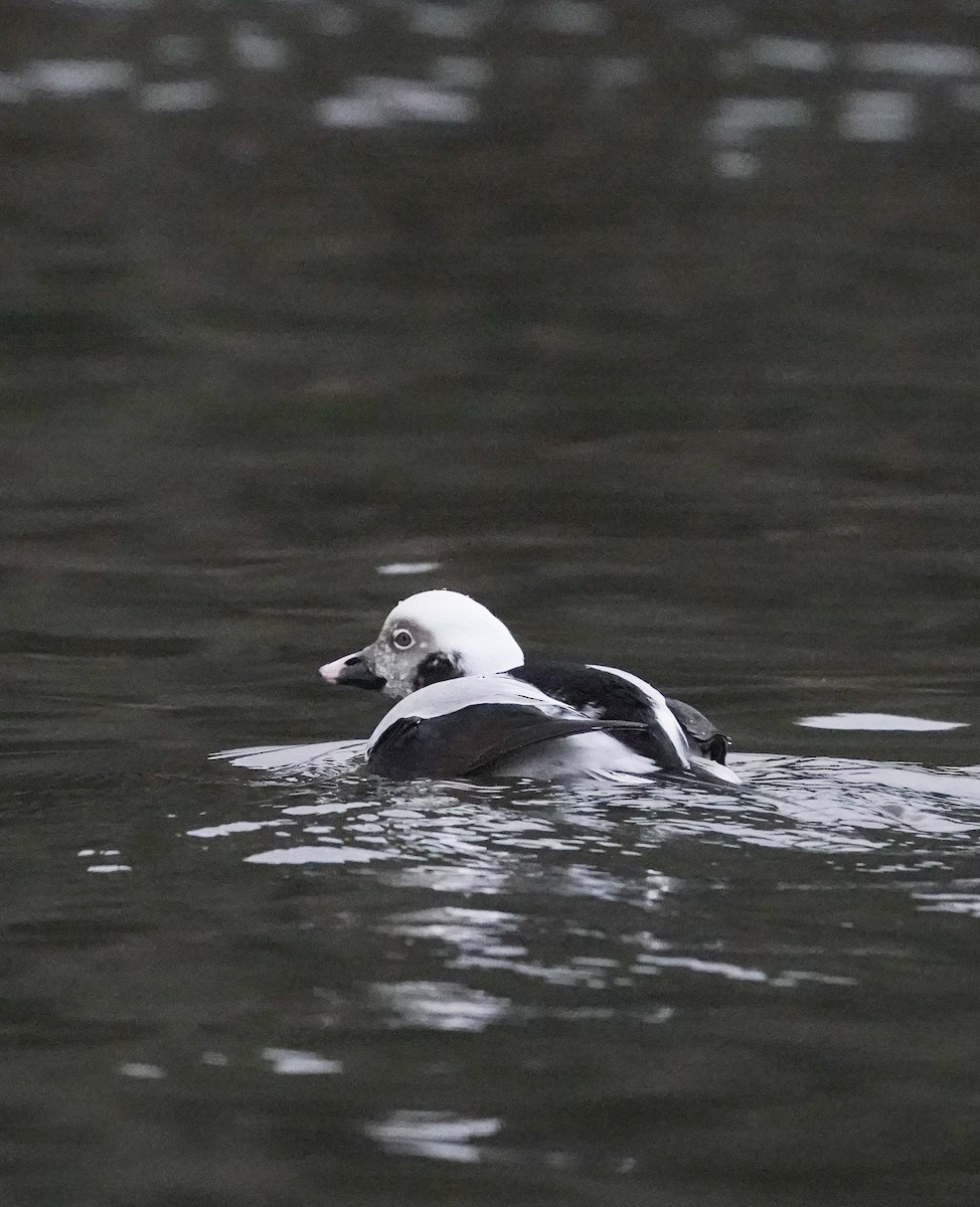 Long-tailed Duck - ML611262551
