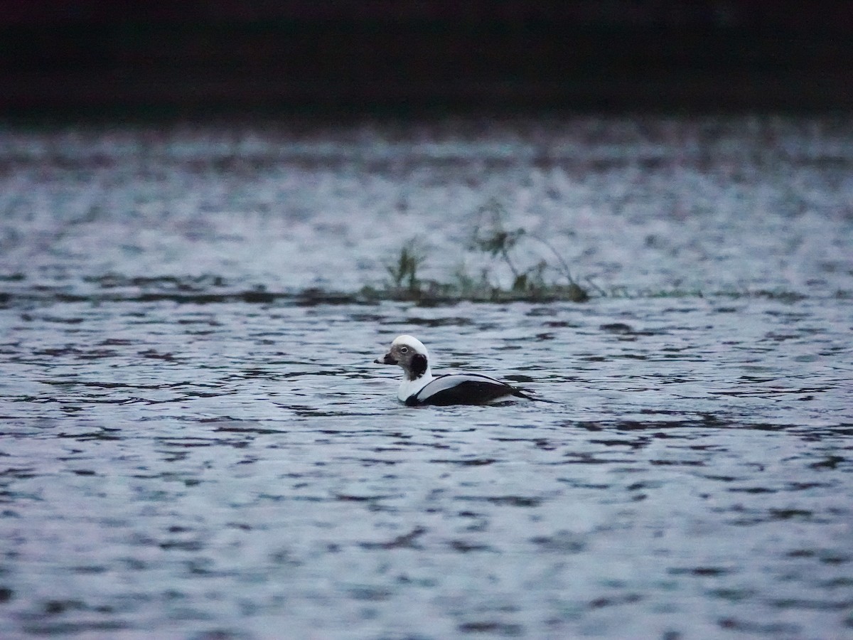 Long-tailed Duck - ML611262555