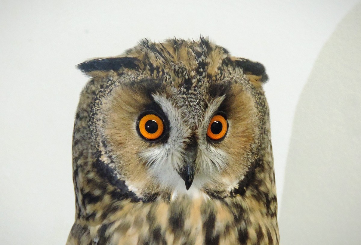 Long-eared Owl - ML611262725
