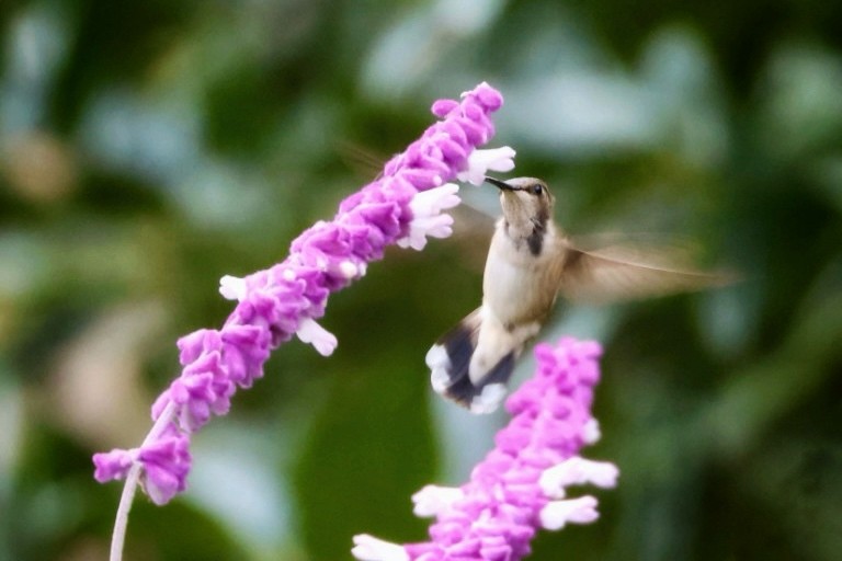 Black-chinned Hummingbird - ML611263078