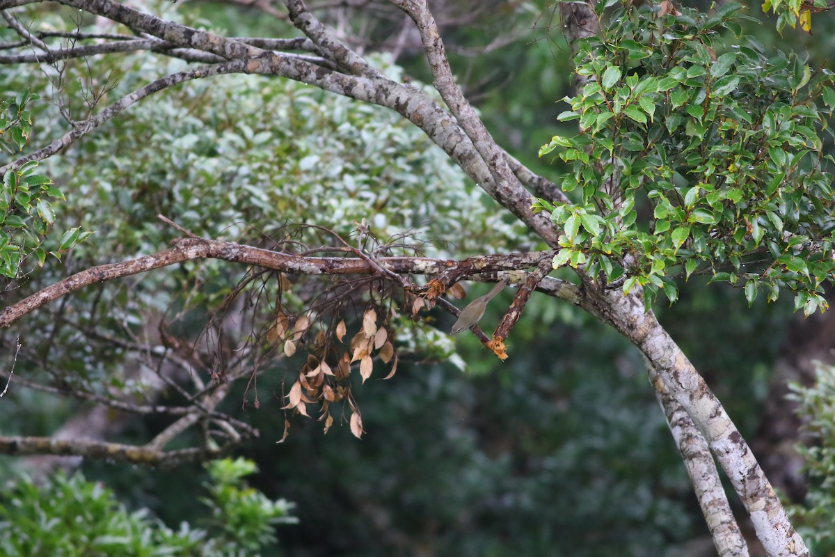 Japanese Bush Warbler - Ko Cheng