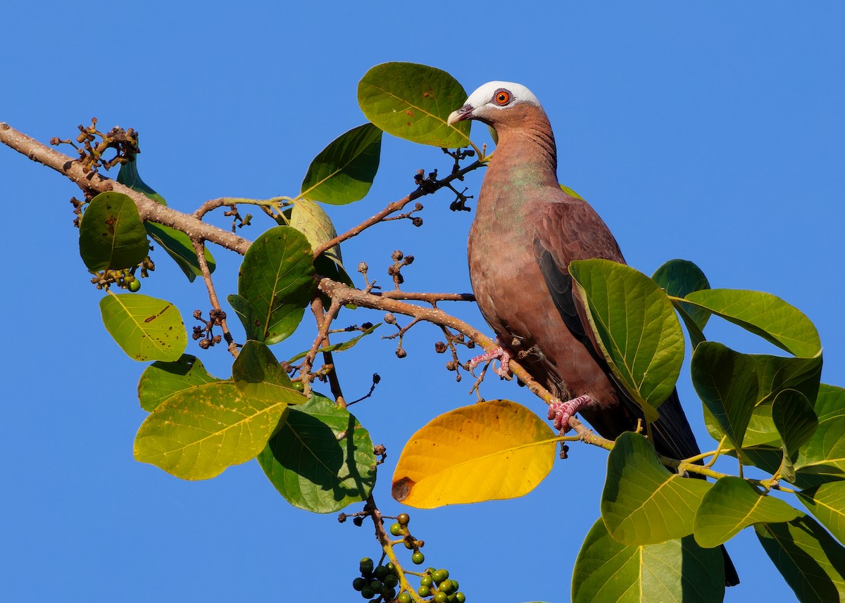 Pale-capped Pigeon - ML611263235
