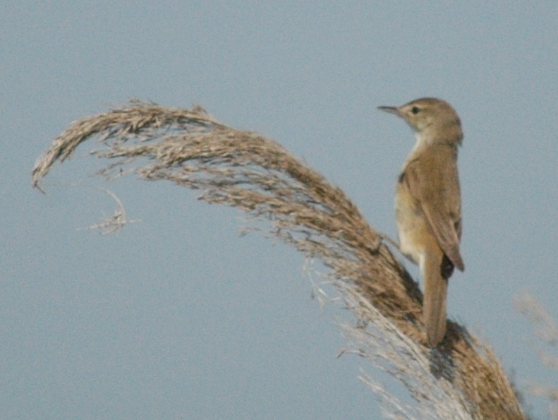 Common Reed Warbler - ML61126331